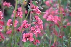 Clarkia unguiculata
