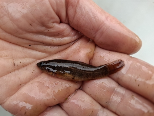 Europese hondsvis (Umbra krameri) — Umbridae — 2