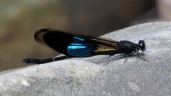 Euphaea subcostalis