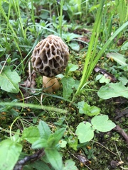Morchellaceae