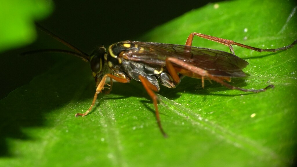 Ceropales fuscipennis