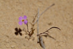 Maresia pulchella