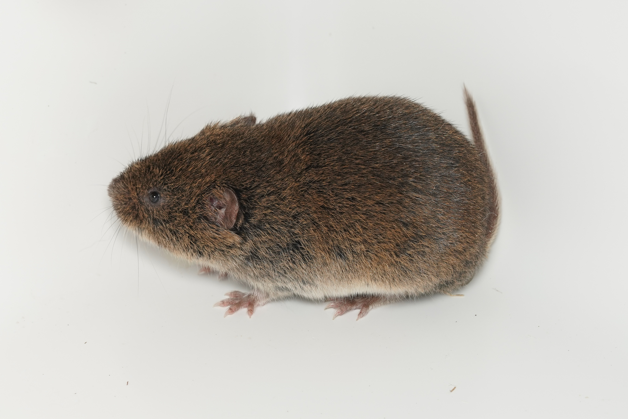 Gerbe's Vole photo 2