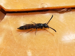 Monosapyga clavicornis