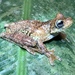 Rosenberg's Gladiator Frog - Photo (c) Brian Gratwicke, some rights reserved (CC BY)