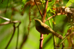 Philippine Bush Warbler photo 2