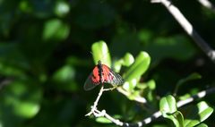 Acraea ranavalona