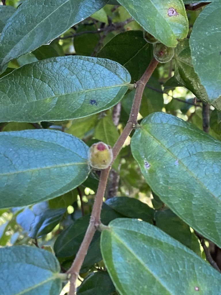 creek sandpaper fig from Morton National Park, Fitzroy Falls, NSW, AU ...