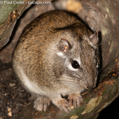 Pantanal Punare photo 1