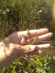 Alstroemeria gardneri
