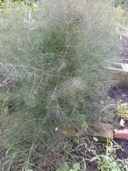 Foeniculum vulgare dulce