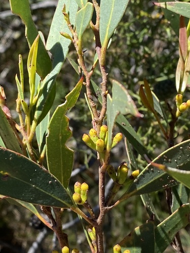 Eucalyptus dendromorpha, 2024-03-03