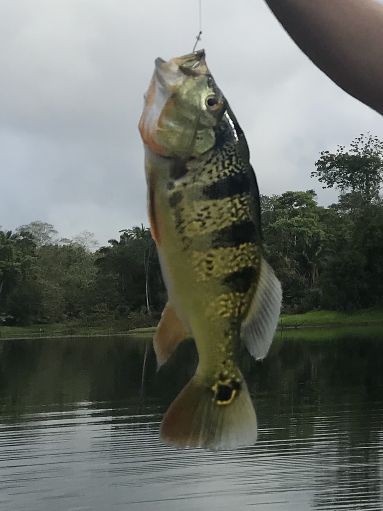 Bolivian Peacock Bass