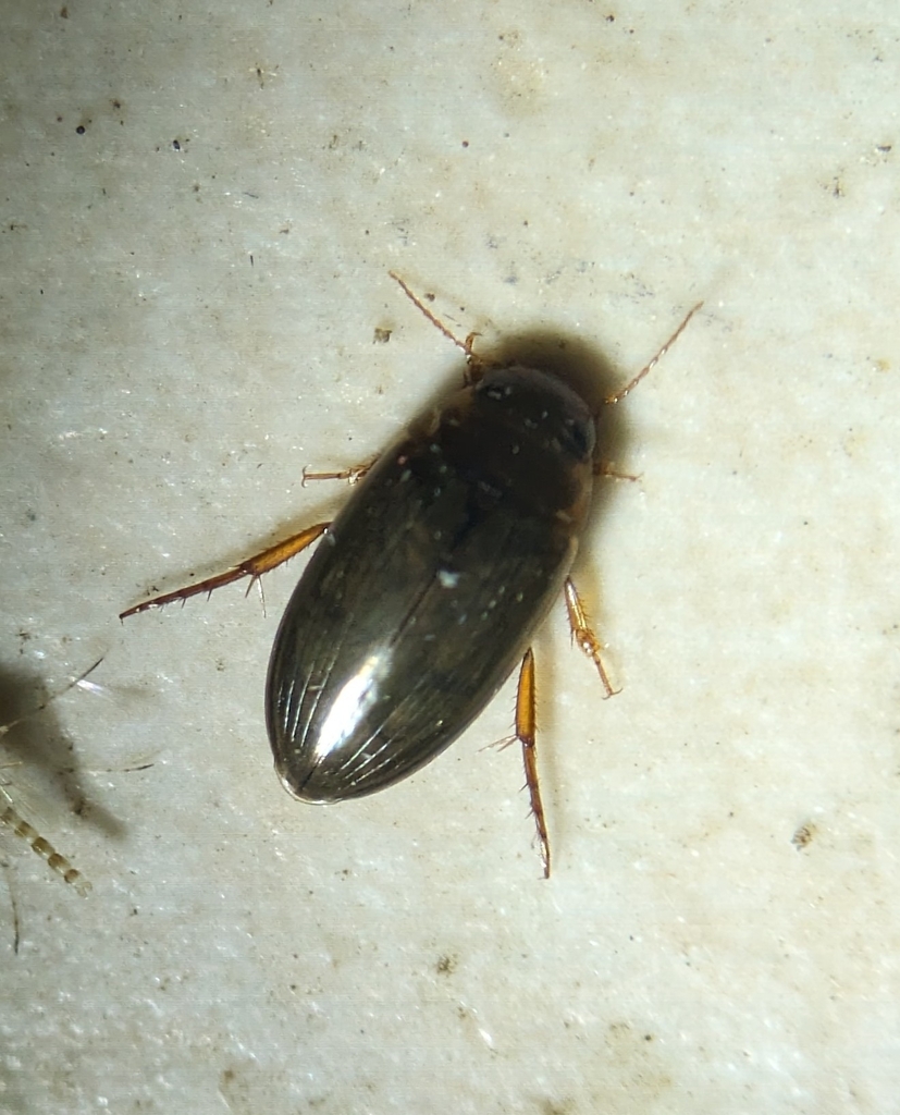 Copelatus chevrolati renovatus in May 2024 by Leif · iNaturalist