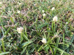 Cyperus sesquiflorus sesquiflorus