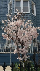 Prunus serrulata