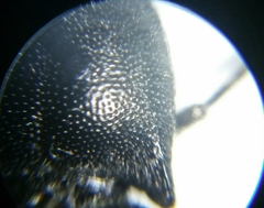 Cidnopus aeruginosus