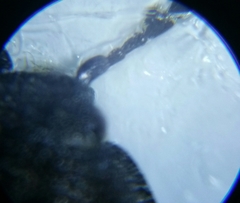 Cidnopus aeruginosus