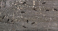 Technomyrmex jocosus