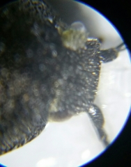 Cidnopus aeruginosus