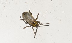 Poneridia semipullata