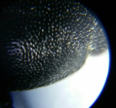 Cidnopus aeruginosus