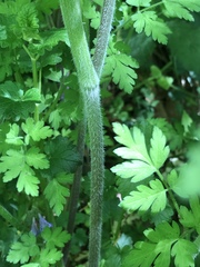 Chaerophyllum aureum