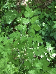 Chaerophyllum aureum