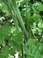 Chaerophyllum aureum