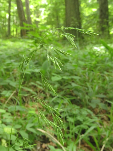 Festuca drymeja observed 2024-05-30