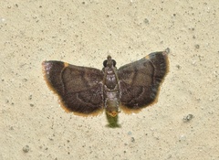 Hypsopygia pernigralis