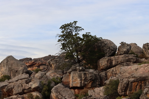 Image of Widdringtonia cedarbergensis by (c) Tony Rebelo, some rights reserved (CC BY-SA)