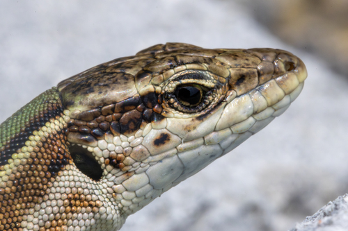 Dalmatian Wall Lizard, 6272 Sočerga Karst, Slovenia, photo 8 of 10