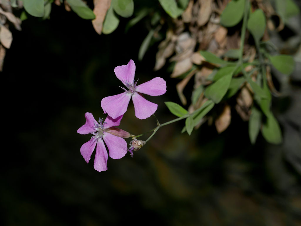 Petrocoptis crassifolia