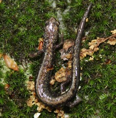 Plethodon hubrichti