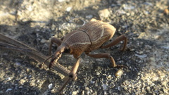 Cryptoderma fortunei