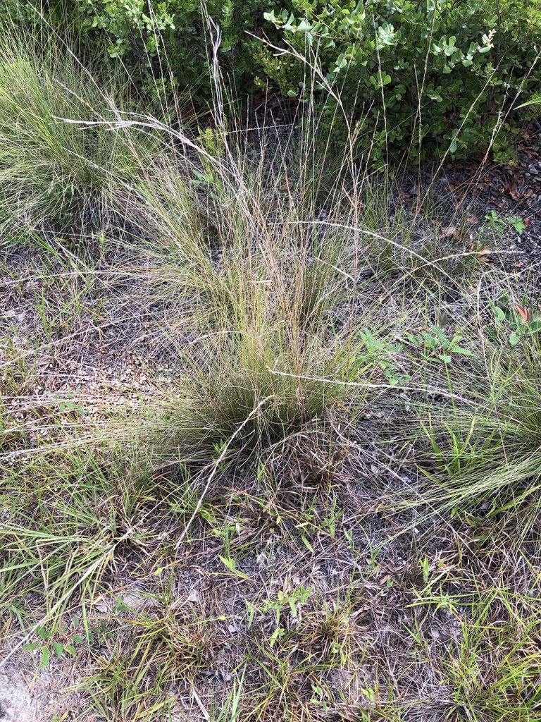 Southern Wiregrass from Ocala National Forest, Fort McCoy, FL, US on ...