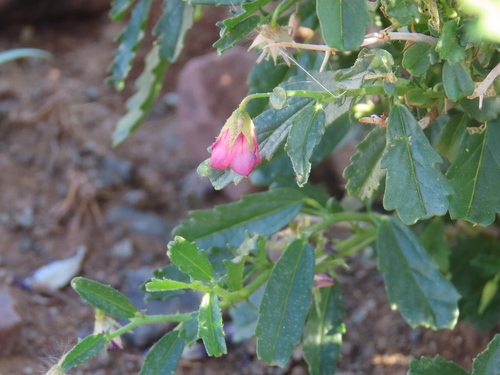 Image of Hermannia spinosa by no rights reserved