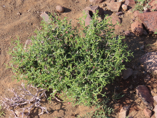 Image of Hermannia spinosa by no rights reserved