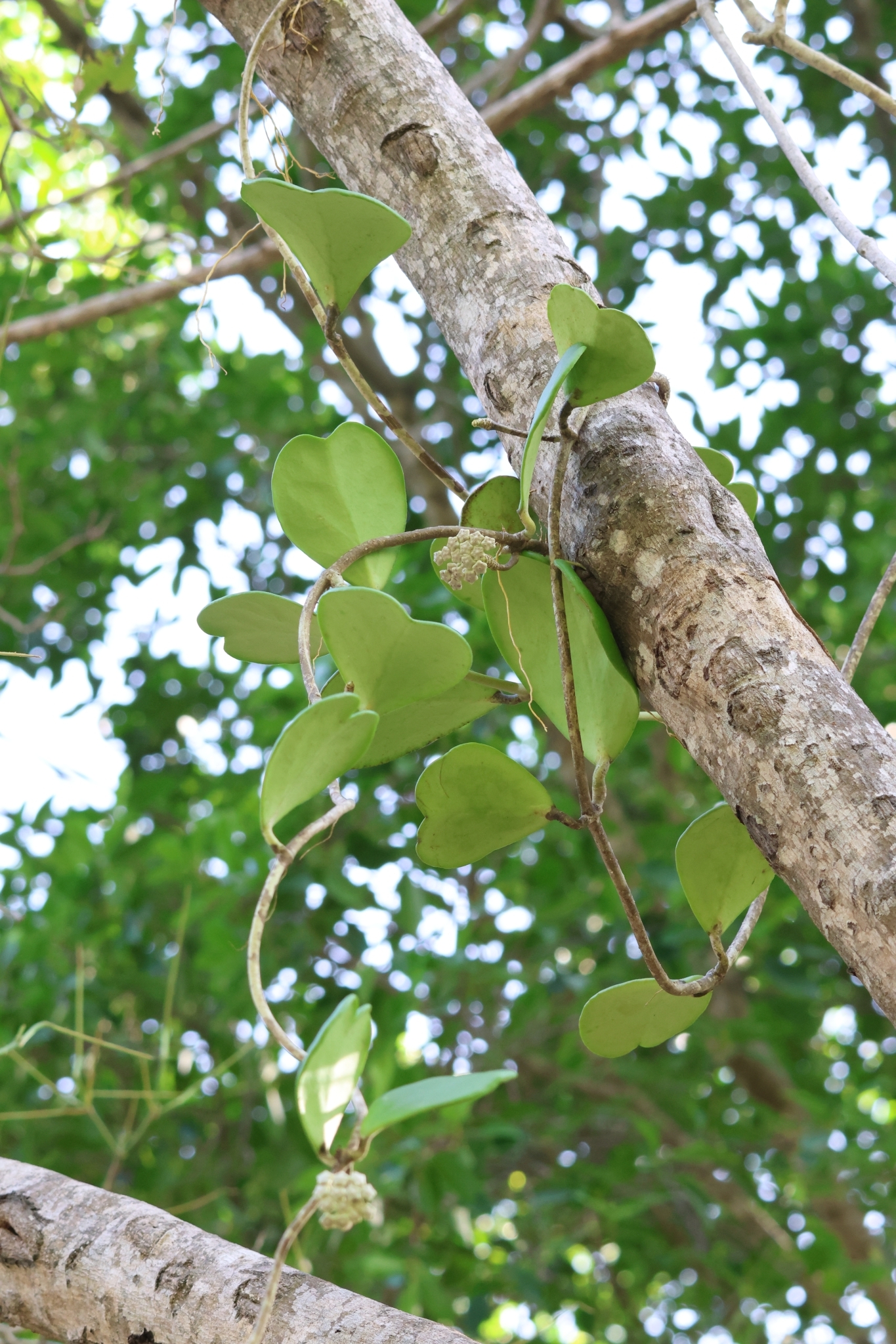 Imagem de Planta-coração
