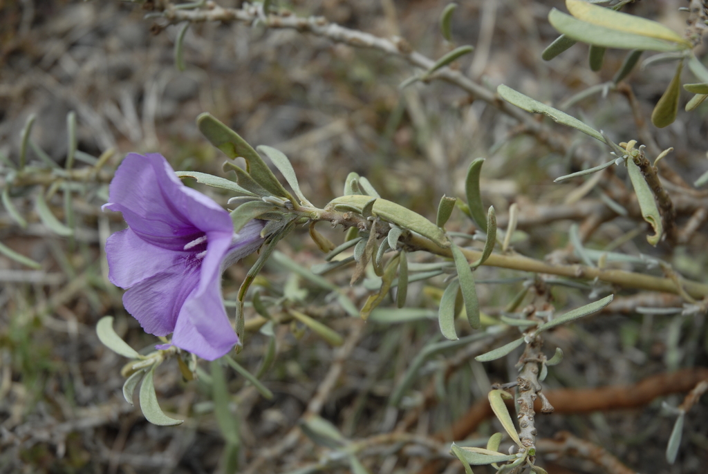 Cladostigma