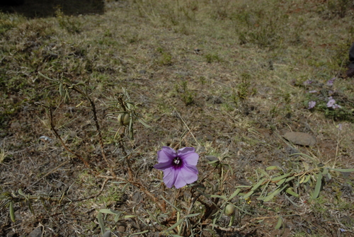 Cladostigma hildebrandtioides image