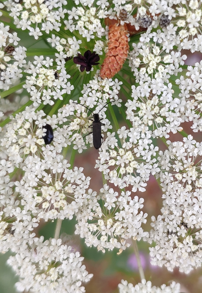 Opsimea