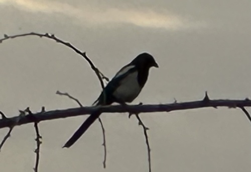 Oriental Magpie