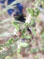 Closterotomus histrio