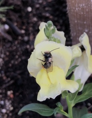 Osmia lignaria lignaria