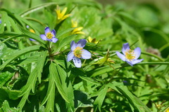 Anemonoides caerulea