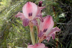 Gladiolus guthriei