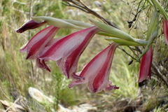 Gladiolus guthriei