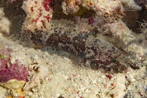 Callogobius centrolepis observed 2024-04-14